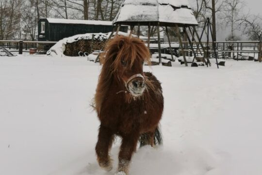 Talhof-Ponys im Schnee